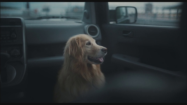 Video Reference: Dog, Dog breed, Automotive lighting, Carnivore, Mode of transport, Automotive exterior, Mirror, Automotive design, Vehicle door, Companion dog