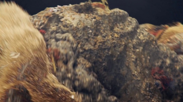 Video Reference: Bedrock, Underwater, Terrestrial animal, Wildlife, Fur, Rock, Soil, Big cats, Landscape, Tail