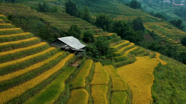 Video Reference: Plant, Natural landscape, Tree, Highland, Terrace, Land lot, Grass, Agriculture, Landscape, Grassland