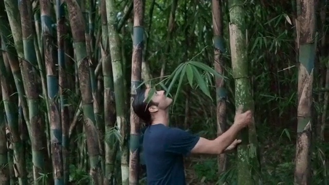 Video Reference: Bamboo, Plant, Terrestrial plant, People in nature, Trunk, Grass, Grass family, Tree, Sugarcane, Cane