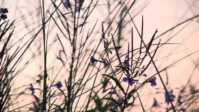 Video Reference: Plant, Sky, Twig, Tree, Water, Grass, Wood, Tints and shades, Natural landscape, Grass family