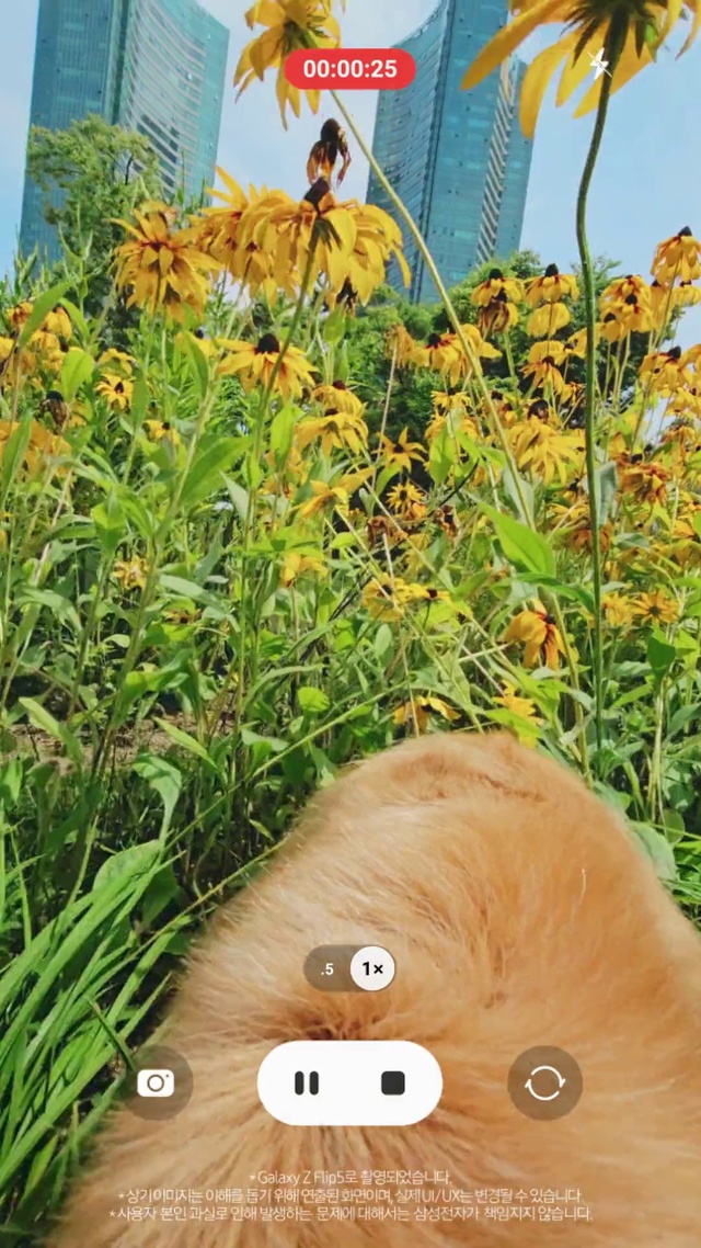 Video Reference: Plant, Flower, Green, Leaf, Grass, Wood, Terrestrial plant, Grass family, Flowering plant, Landscape