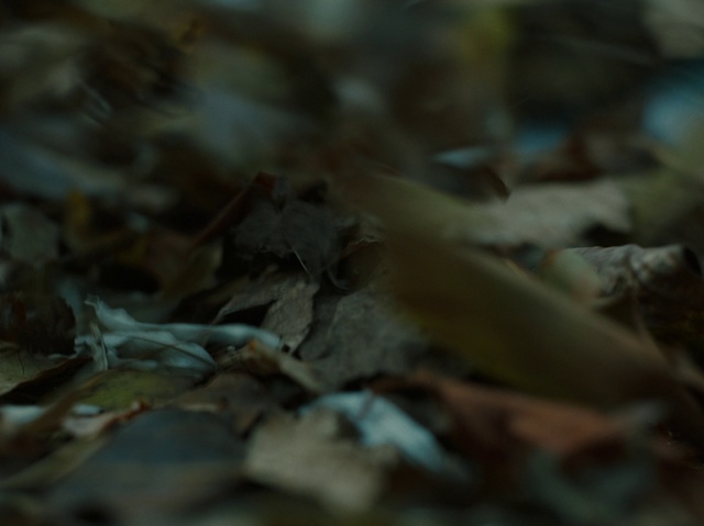 Video Reference: Twig, Wood, Terrestrial plant, Camouflage, Amphibian, Grass, Plant, Terrestrial animal, Soil, Reptile