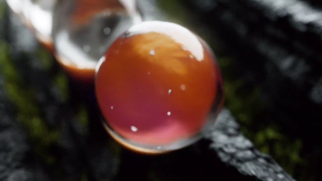 Video Reference: macro, close-up, droplet, water, liquid, glossy, abstract, bokeh, texture, orange, red, dark background