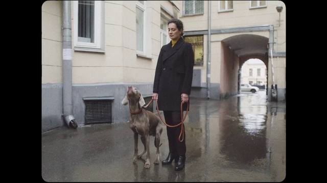 Video Reference: Dog, Window, Standing, Building, Dog breed, Working animal, Street fashion, Carnivore, Fawn, Companion dog