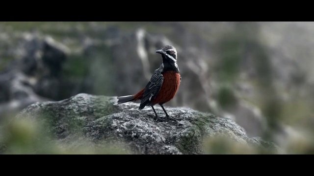 Video Reference: Bird, Organism, Natural landscape, Adaptation, Landscape, Beak, Twig, Grass, Songbird, Terrestrial animal