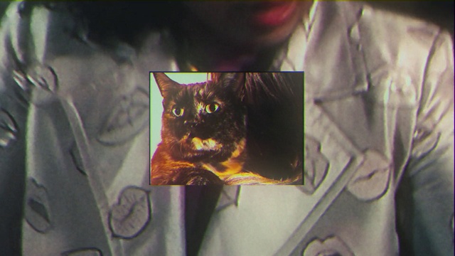 Video Reference: Head, Cat, Eye, Felidae, Human body, Textile, Sleeve, Organism, Gesture, Whiskers