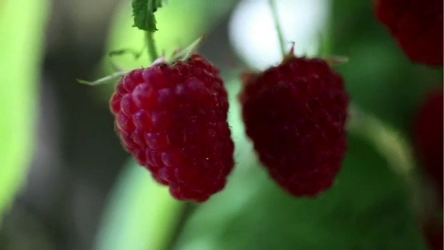 Video Reference: raspberries, fruit, close-up, plant, berry, red, green background, nature, garden, ripe, hanging, macro