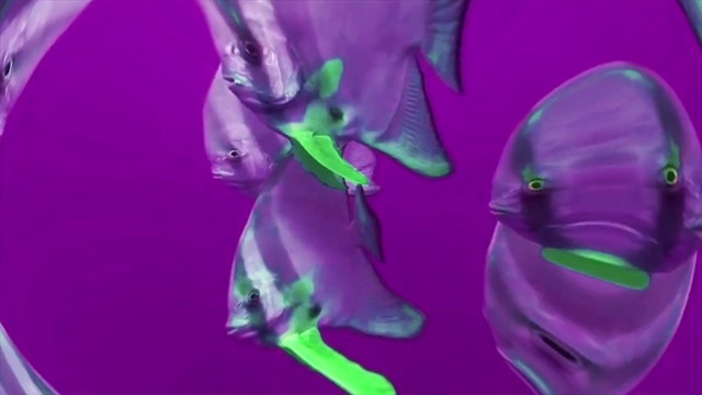 Video Reference: Purple, Petal, Violet, Flower, Plant, Magenta, Flowering plant, Electric blue, Human leg, Thigh