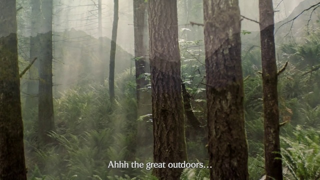 Video Reference: Plant, Wood, Terrestrial plant, Trunk, Natural landscape, Tree, Tints and shades, Twig, Landscape, Deciduous