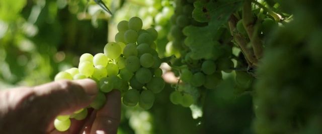 Video Reference: Food, Plant, Flower, Fruit, Seedless fruit, Vine, Grape, Gesture, Natural foods, Grape leaves