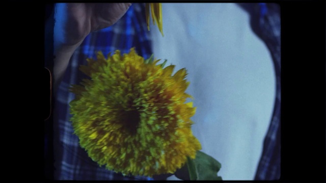 Video Reference: Flower, Plant, Eye, Sky, Petal, World, Window, Sunflower, Flowering plant, Annual plant