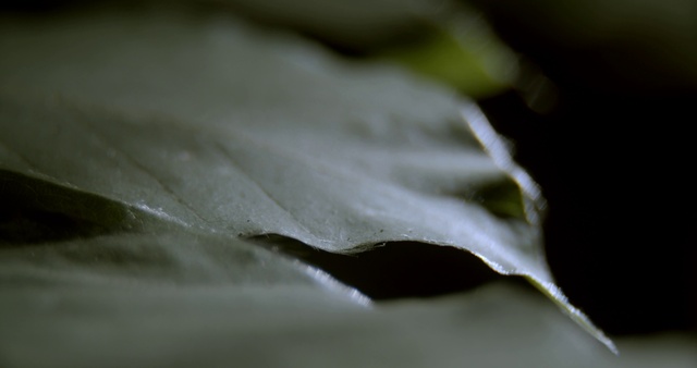 Video Reference: Petal, Tints and shades, Terrestrial plant, Flowering plant, Macro photography, Monochrome photography, Herbaceous plant, Shadow, Still life photography, Annual plant