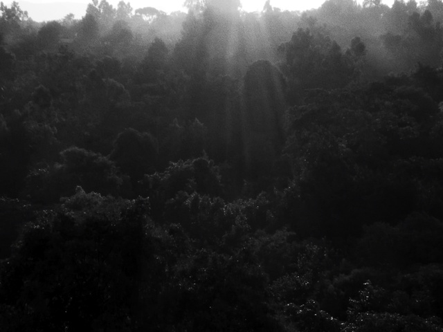 Video Reference: Atmosphere, Plant, Natural landscape, Fog, Atmospheric phenomenon, Grey, Tree, Landscape, Grass, Mist