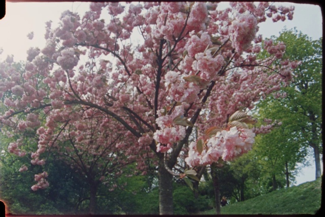 Video Reference: Flower, Plant, Sky, Botany, Petal, Branch, Tree, Twig, Pink, Grass