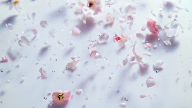 Video Reference: Liquid, Fluid, Water, Pink, Petal, Plant, Liquid bubble, Magenta, Pattern, Fashion accessory