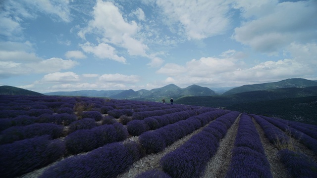 Video Reference: Cloud, Flower, Plant, Sky, Mountain, Natural landscape, Sunlight, Tree, Highland, Grassland