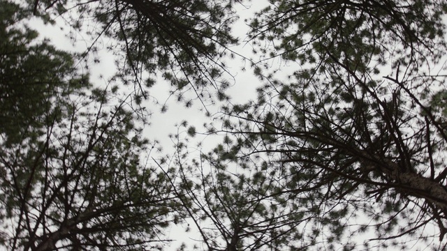 Video Reference: Sky, Plant, Twig, Trunk, Natural landscape, Tints and shades, Tree, Pattern, Monochrome photography, Monochrome
