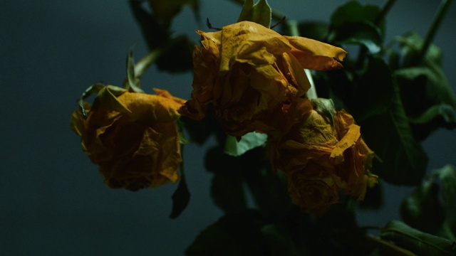 Video Reference: Flower, Plant, Petal, Rose family, Natural landscape, Rose order, Rose, Terrestrial plant, Flowering plant, Wildflower