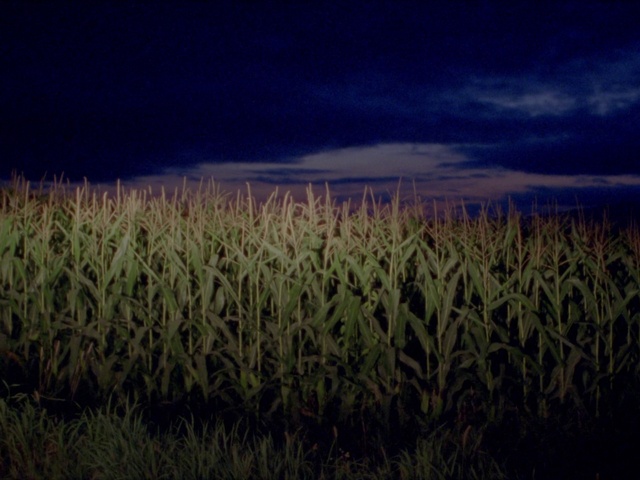 Video Reference: Cloud, Sky, Plant, Natural landscape, Terrestrial plant, Agriculture, Grassland, Grass, Horizon, Meadow