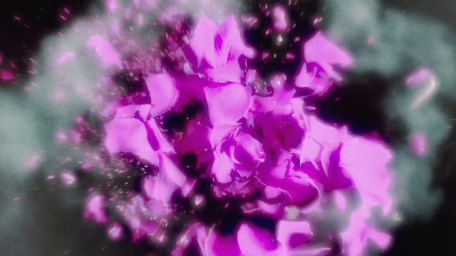 Video Reference: Plant, Flower, Sky, Purple, Petal, Violet, Pink, Water, Font, Flowering plant