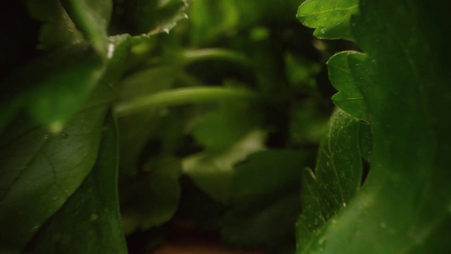 Video Reference: Plant, Flower, Terrestrial plant, Leaf vegetable, Grass, Groundcover, Vegetable, Annual plant, Flowering plant, Produce