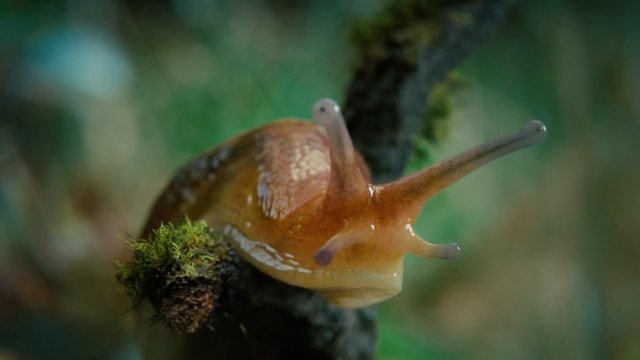 Video Reference: snail, macro, close-up, mollusk, shell, antennae, moss, branch, nature, wildlife, garden, green background, blurred background, slow animal, outdoor