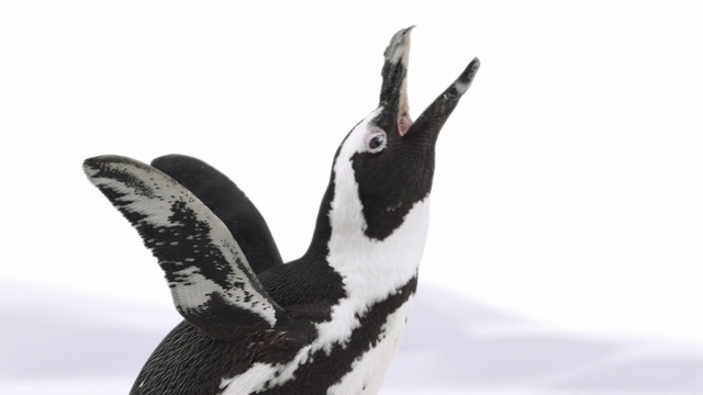 Video Reference: Bird, Penguin, Beak, Feather, Art, Wing, Flightless bird, Terrestrial animal, Tail, Sculpture