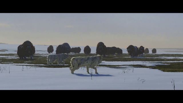 Video Reference: Sky, Natural landscape, Snow, Freezing, Water, Carnivore, Working animal, Ice cap, Landscape, Grassland