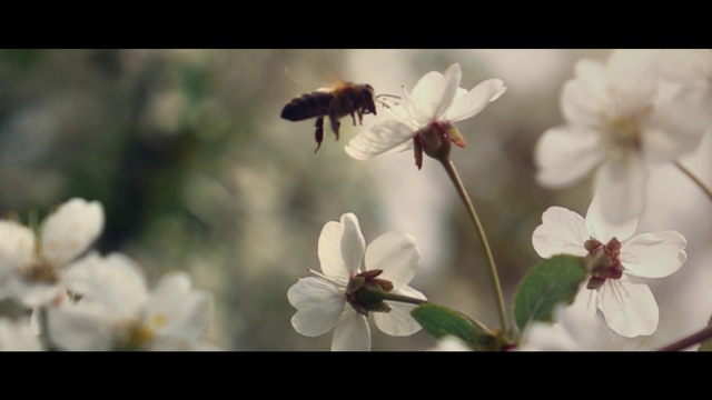 Video Reference: Flower, Plant, White, Pollinator, Insect, Petal, Arthropod, Twig, Honeybee, Flowering plant