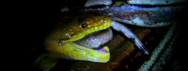Video Reference: Eye, Snake, Organism, Reptile, Smooth Greensnake, Terrestrial plant, Scaled reptile, Terrestrial animal, Serpent, Amphibian