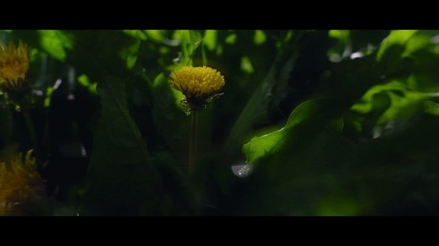 Video Reference: Flower, Plant, Organism, Terrestrial plant, Petal, Macro photography, Flowering plant, Tree, Pollen, Plant stem