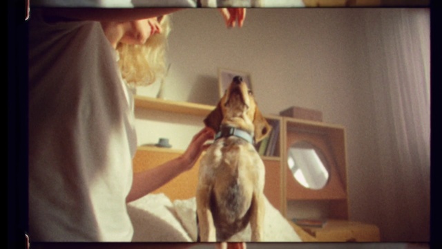 Video Reference: Dog, Dog breed, Jaw, Carnivore, Gesture, Companion dog, Fawn, Elbow, Sporting Group, Pet supply