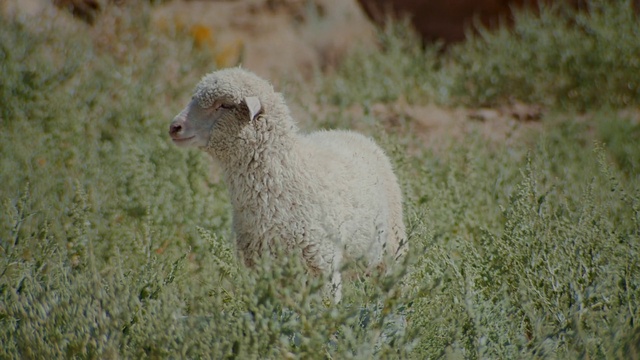 Video Reference: Grass, Terrestrial animal, Grassland, Plant, Sheep, Meadow, Sheep, Working animal, Livestock, Landscape