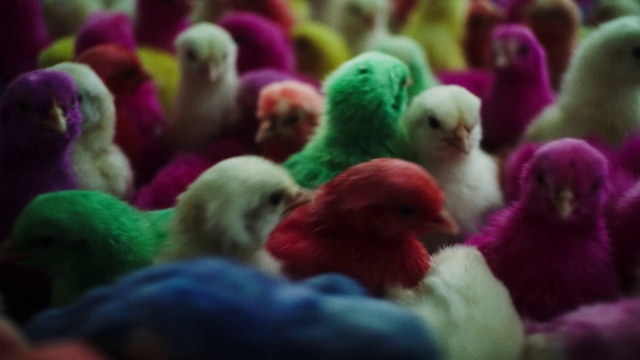 Video Reference: Bird, Vertebrate, Green, Purple, Organism, Beak, Pink, Magenta, Poultry, Livestock