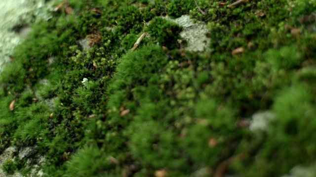 Video Reference: moss, green, close-up, macro, texture, nature, rock, groundcover, forest, plant, shallow depth of field, blurred background