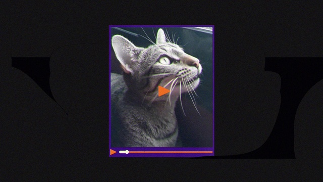 Video Reference: Cat, Felidae, Carnivore, Rectangle, Small to medium-sized cats, Whiskers, Art, Font, Snout, Window