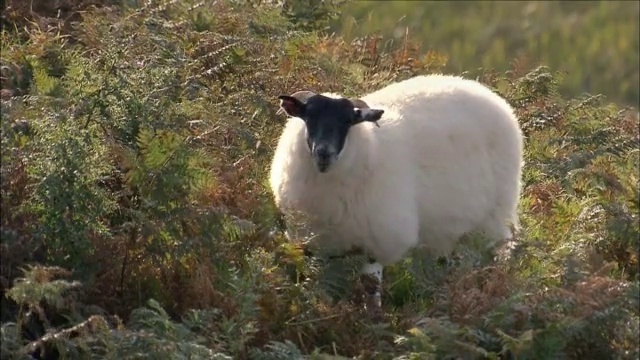 Video Reference: Plant, Goat, Grass, Sheep, Terrestrial animal, Grazing, Sheep, Livestock, Grassland, Working animal