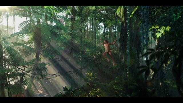 Video Reference: Ecoregion, Plant, Natural landscape, Terrestrial plant, Tree, Wood, Trunk, Grass, Landscape, Tints and shades