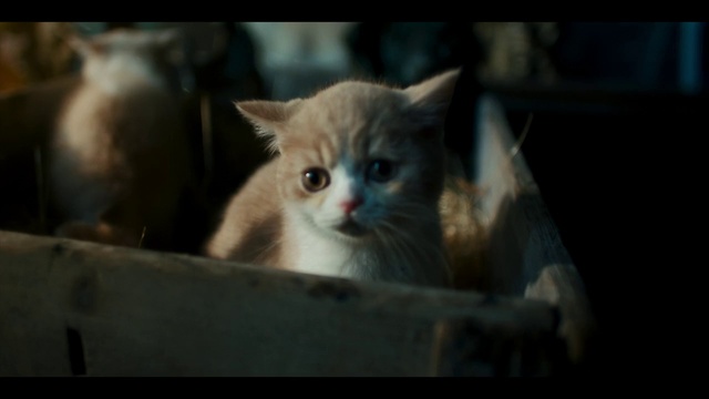 Video Reference: Cat, Felidae, Small to medium-sized cats, Carnivore, Whiskers, Fawn, Window, Snout, Fur, Domestic short-haired cat