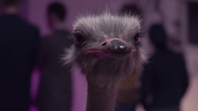 Video Reference: Ratite, Bird, Neck, Terrestrial animal, Emu, Casuariiformes, Ostrich, Greater rhea, Terrestrial plant, Close-up