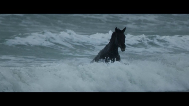 Video Reference: Water, Dog breed, Carnivore, Horse, Fluid, Liquid, Mane, Working animal, Snout, Wind wave