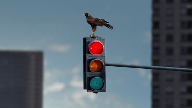 Video Reference: Sky, Bird, Traffic light, Building, Cloud, signaling device, Accipitridae, Gas, Falconiformes, Traffic sign