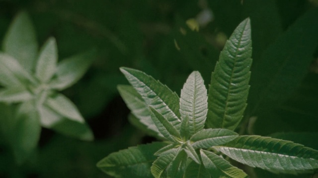 Video Reference: Plant, Terrestrial plant, Groundcover, Annual plant, Flowering plant, Subshrub, Herbaceous plant, Shrub, Hemp family, Tree