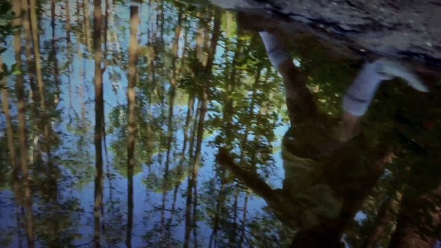 Video Reference: Water, Leaf, Natural environment, Branch, Wood, Trunk, Sunlight, Vegetation, Body of water, Natural landscape