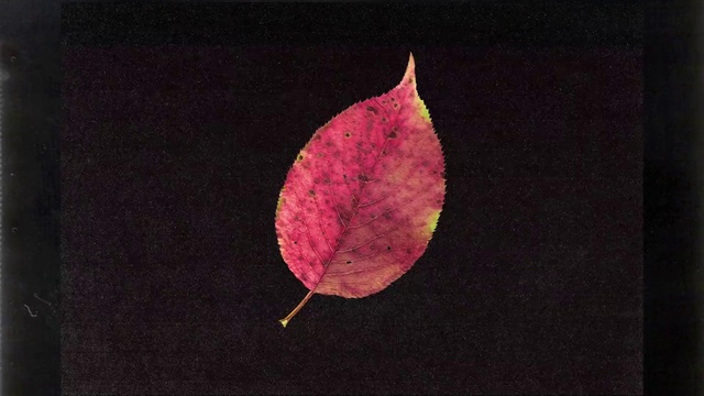 Video Reference: Human body, Petal, Twig, Terrestrial plant, Tints and shades, Flowering plant, Deciduous, Natural material, Magenta, Annual plant
