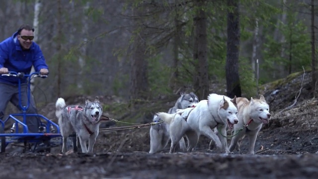 Video Reference: Dog, Vertebrate, Dog breed, Carnivore, Mammal, Working animal, Fawn, Tree, Forest, Sporting Group