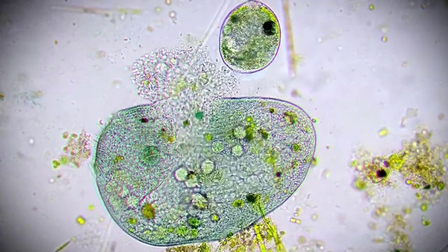 Video Reference: Liquid, Organism, Water, Fluid, Art, Creative arts, Terrestrial plant, Plant, Circle, Grass