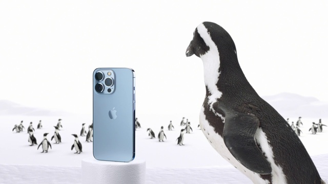 Video Reference: Bird, Communication Device, Beak, Portable communications device, Font, Feather, Flightless bird, Gadget, Mobile phone, Terrestrial animal