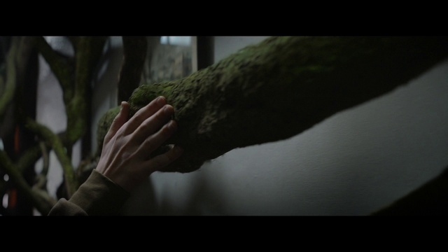 Video Reference: Flash photography, Wood, Gesture, People in nature, Tree, Terrestrial plant, Trunk, Elbow, Twig, Tints and shades